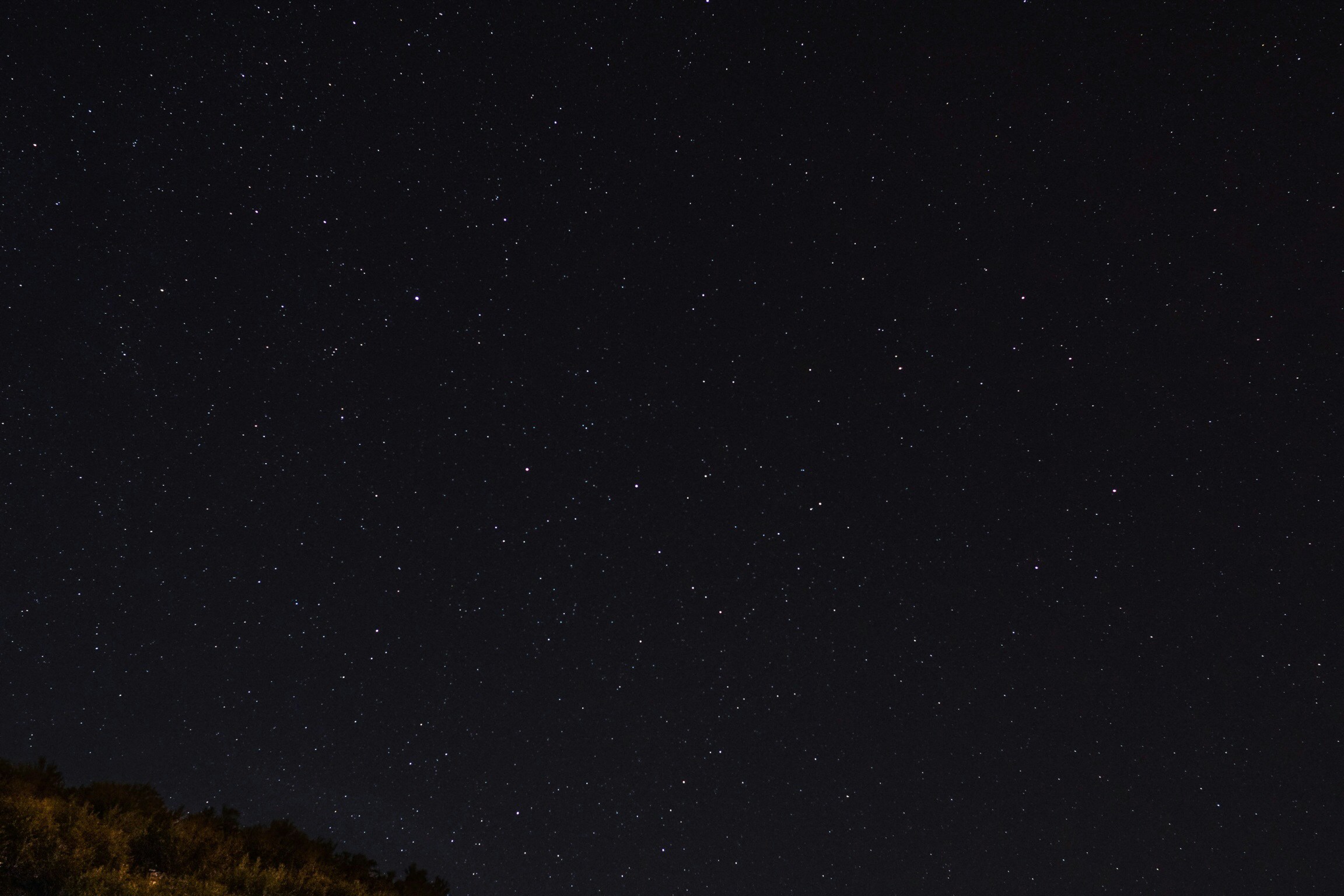 green trees under starry sky