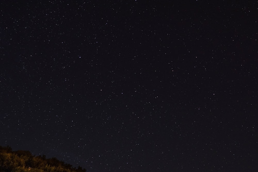 green trees under starry sky