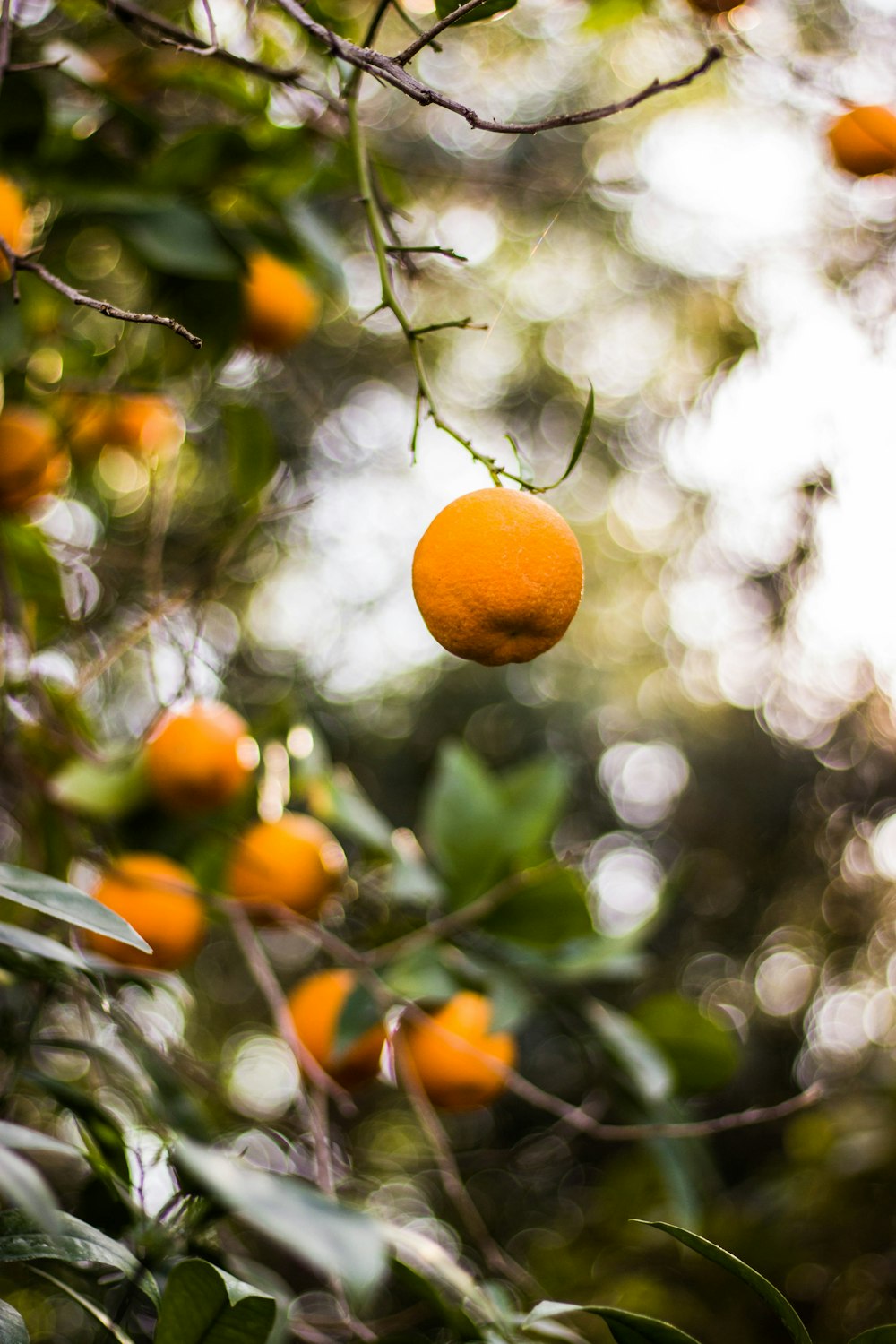 Fotografía de primer plano de fruta naranja redonda