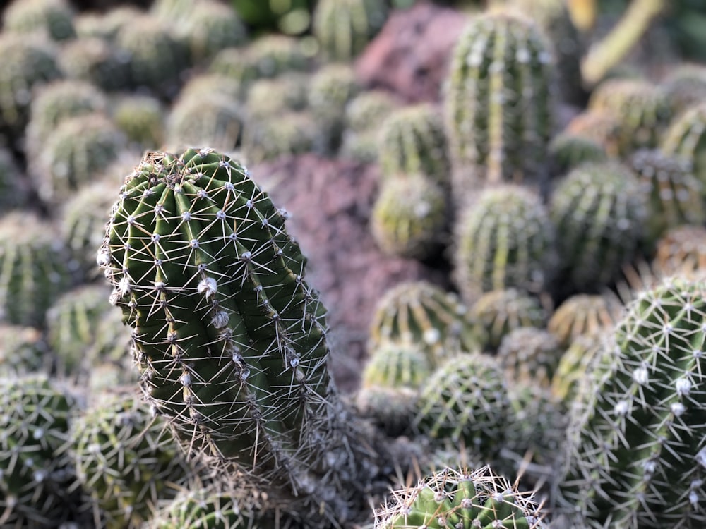 photo of green cactus