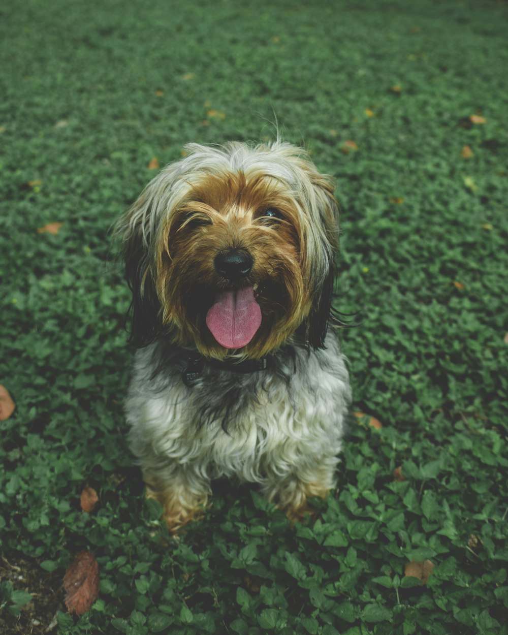 shallow focus photography of long-coated white puppy