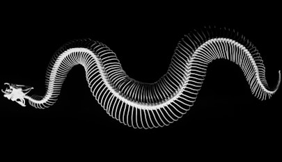 closeup photo of snake skeleton