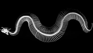 closeup photo of snake skeleton