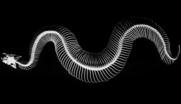 closeup photo of snake skeleton