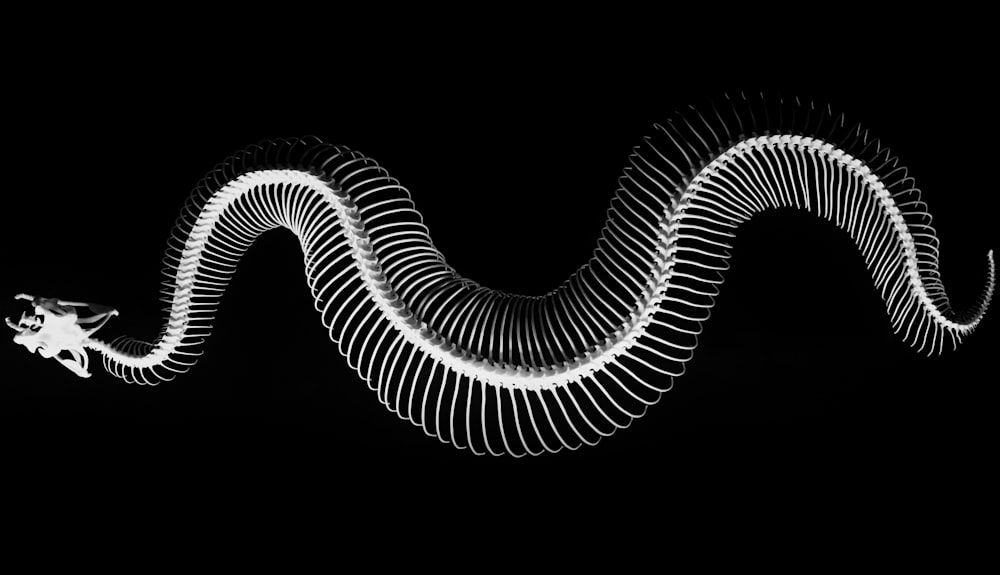ヘビの骨格の接写写真