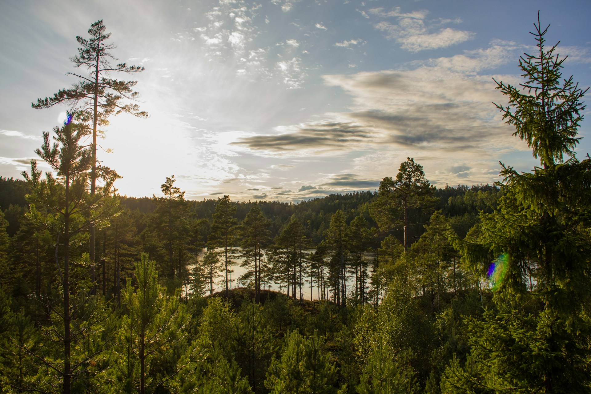 A serene landscape with golden sunlight filtering through tall pine trees beside a calm lake.