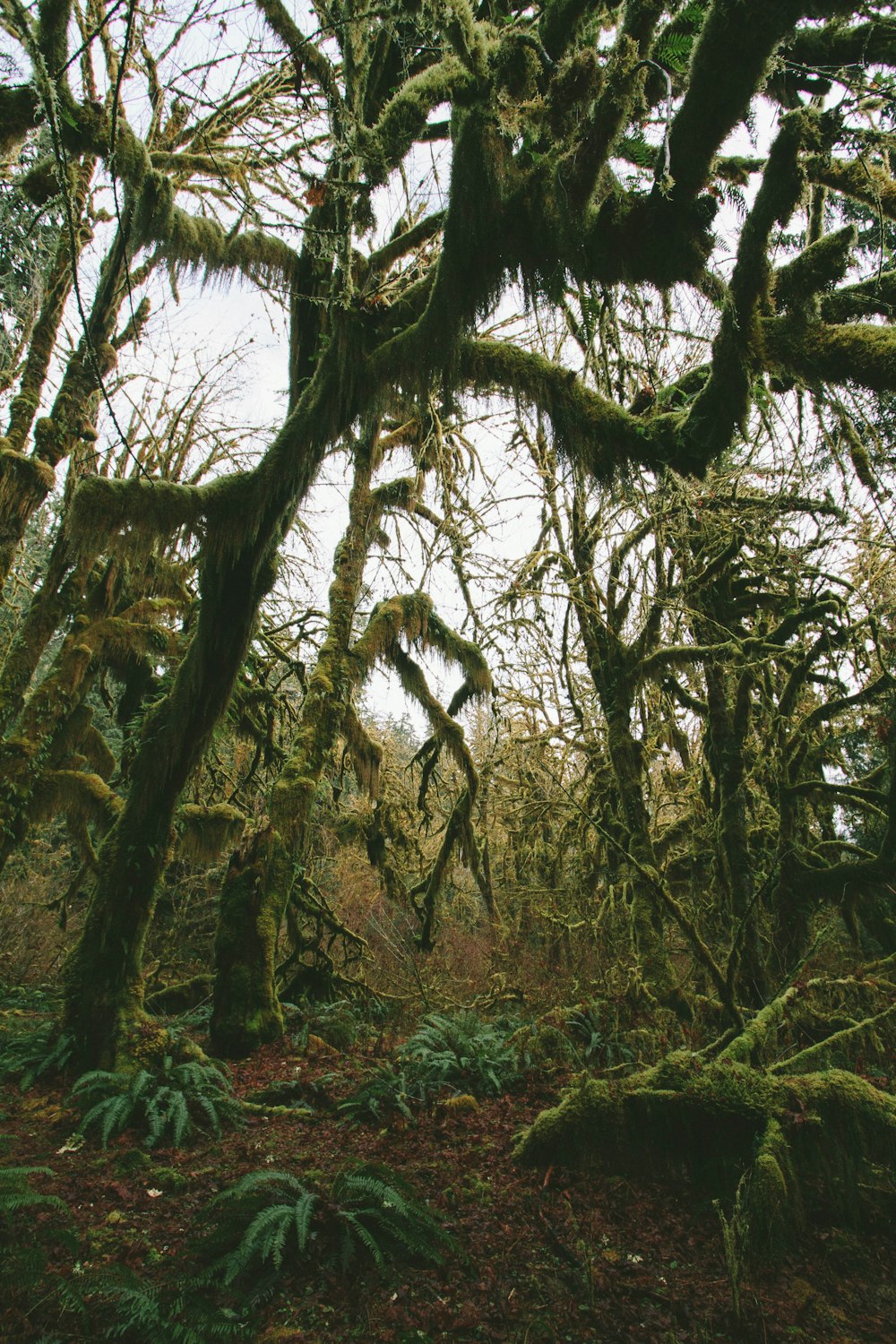 forest with mossy trees during daytime