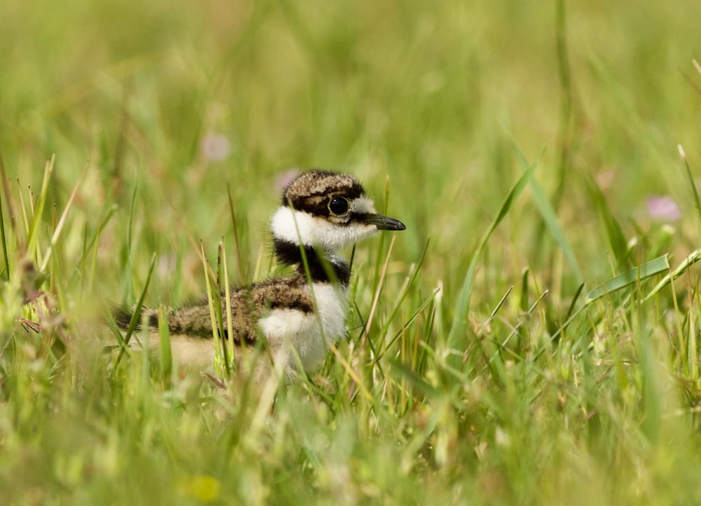 white and brown bird on green grass