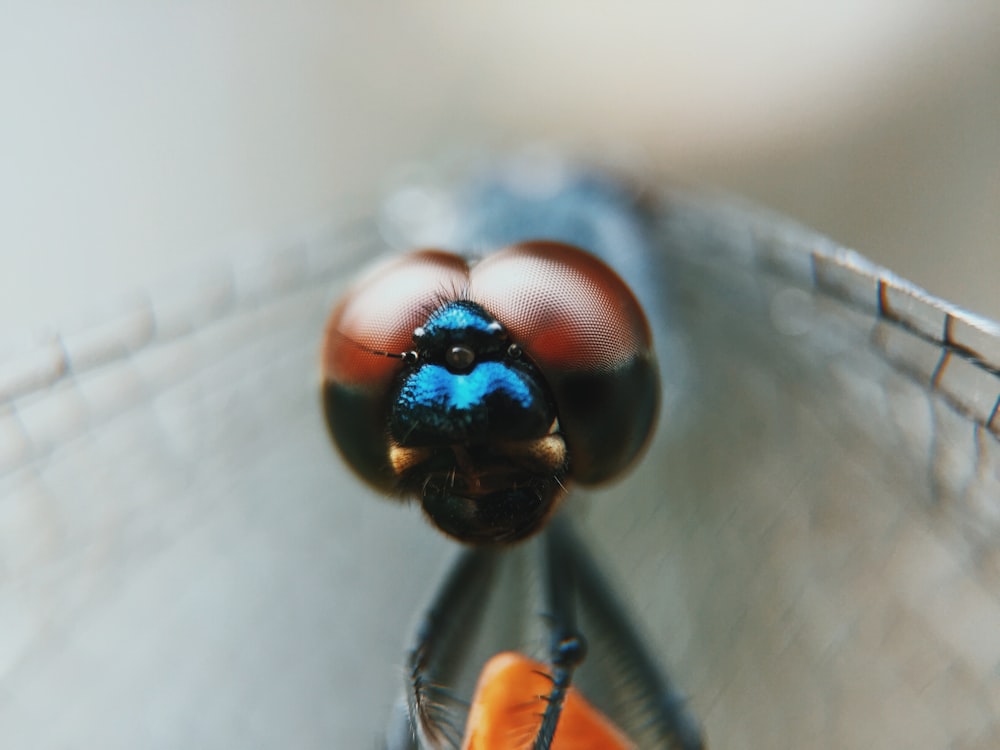macro photography of dragonfly