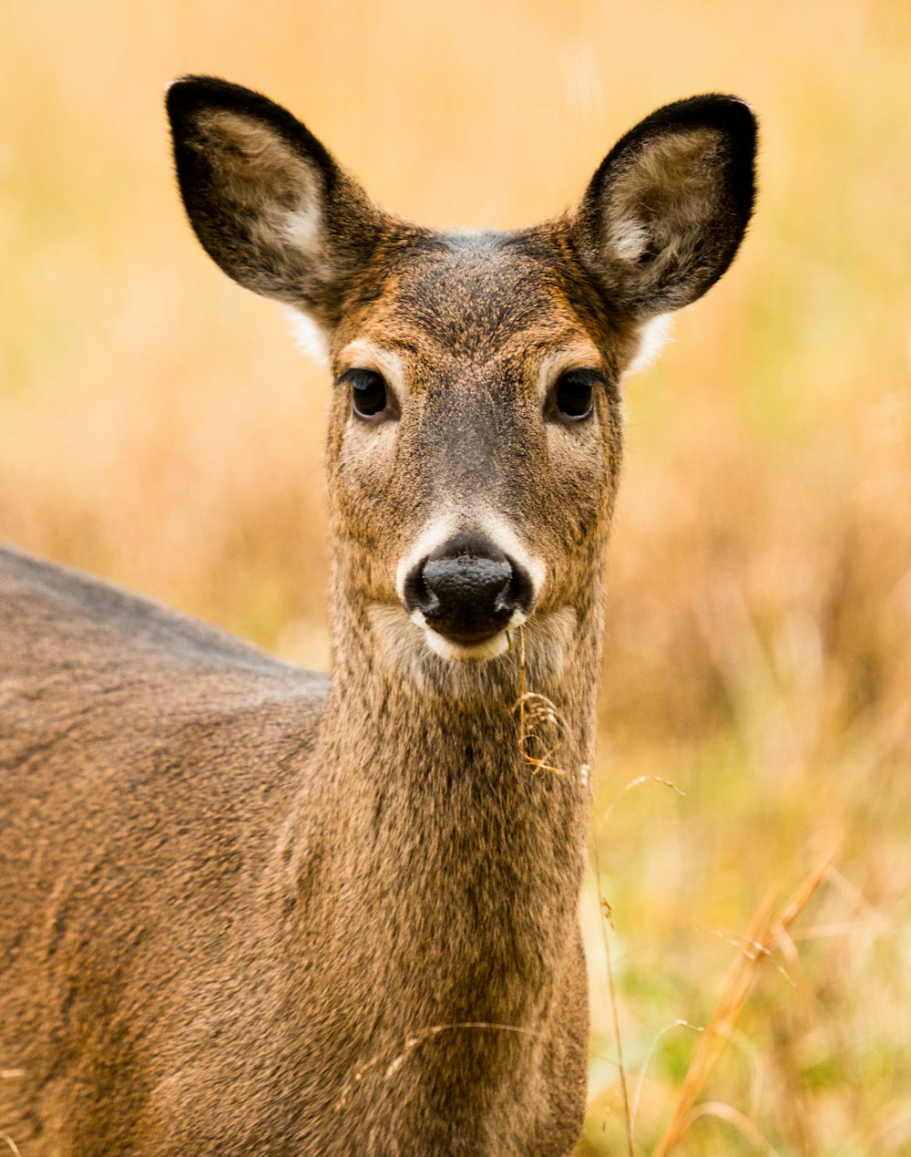 セレクティブフォーカス写真の茶色の鹿