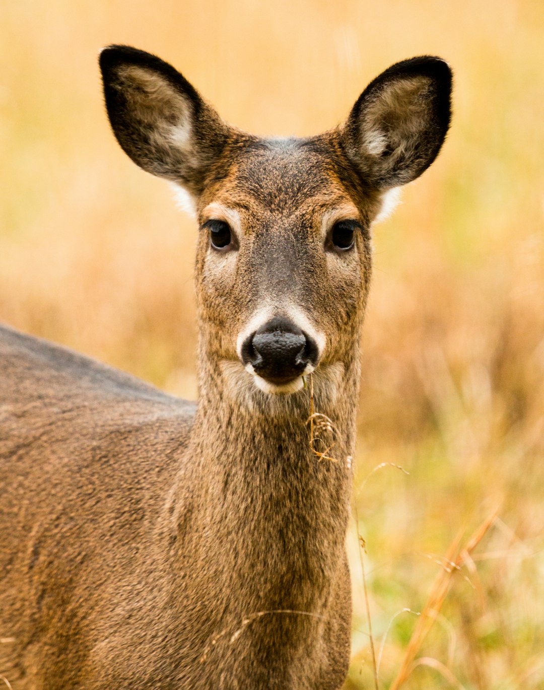 Wildlife photo spot Cades Cove Loop Road Knoxville