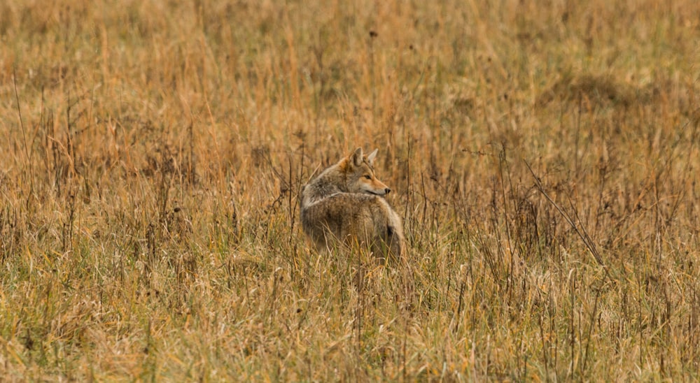 brown animal on brown grass during daytime