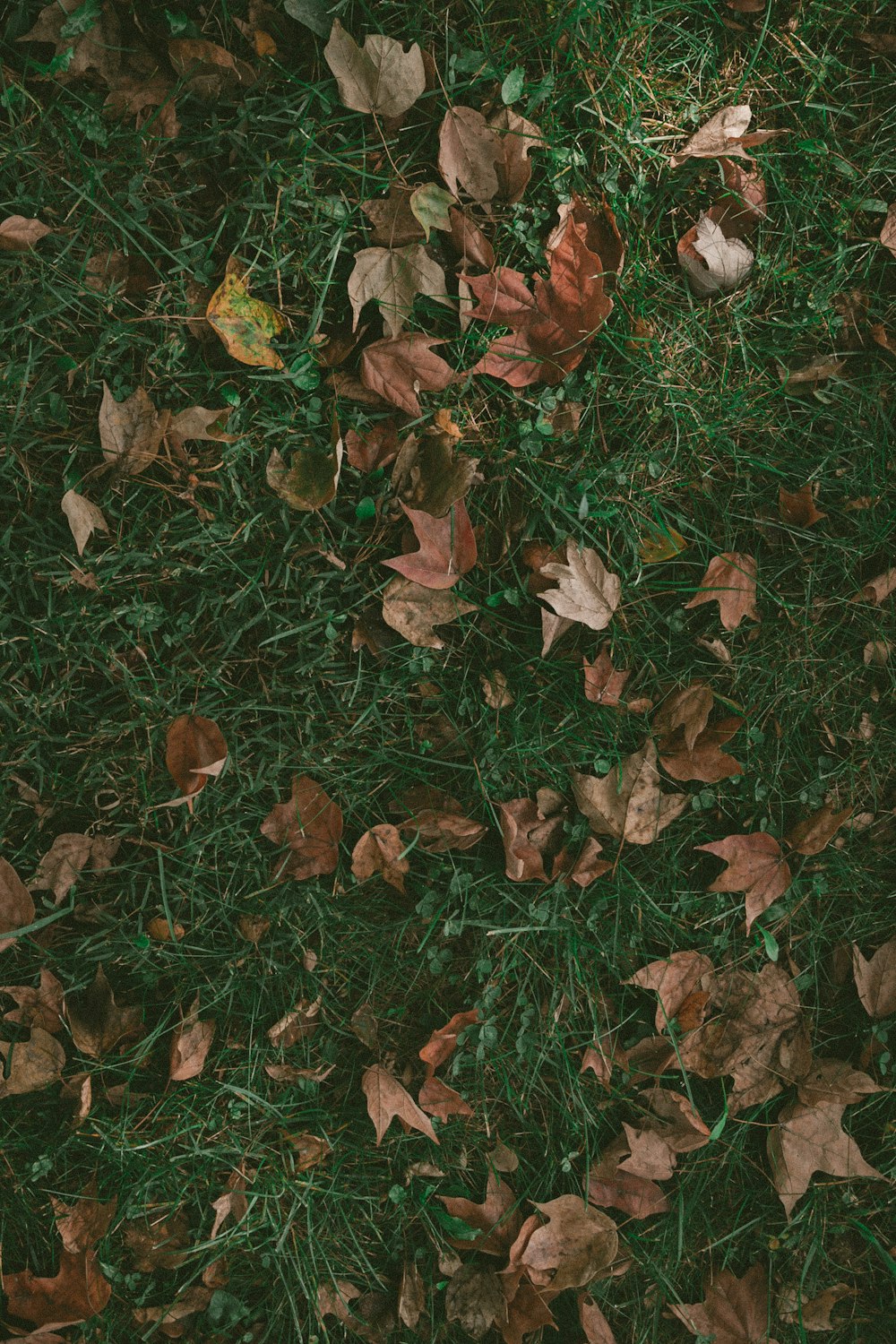 brown leaves on grass