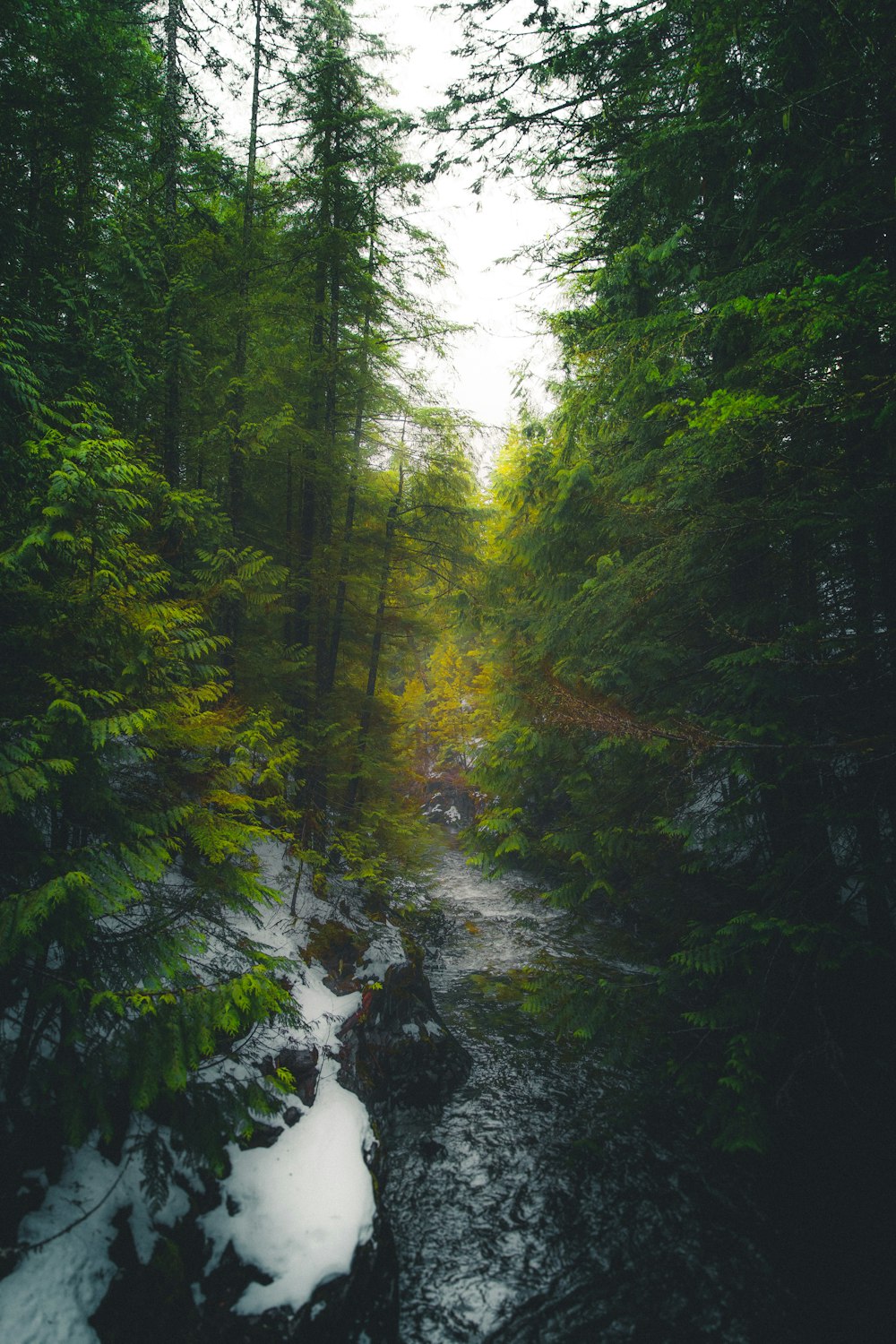 time-lapse photo of water flowing between tall trees