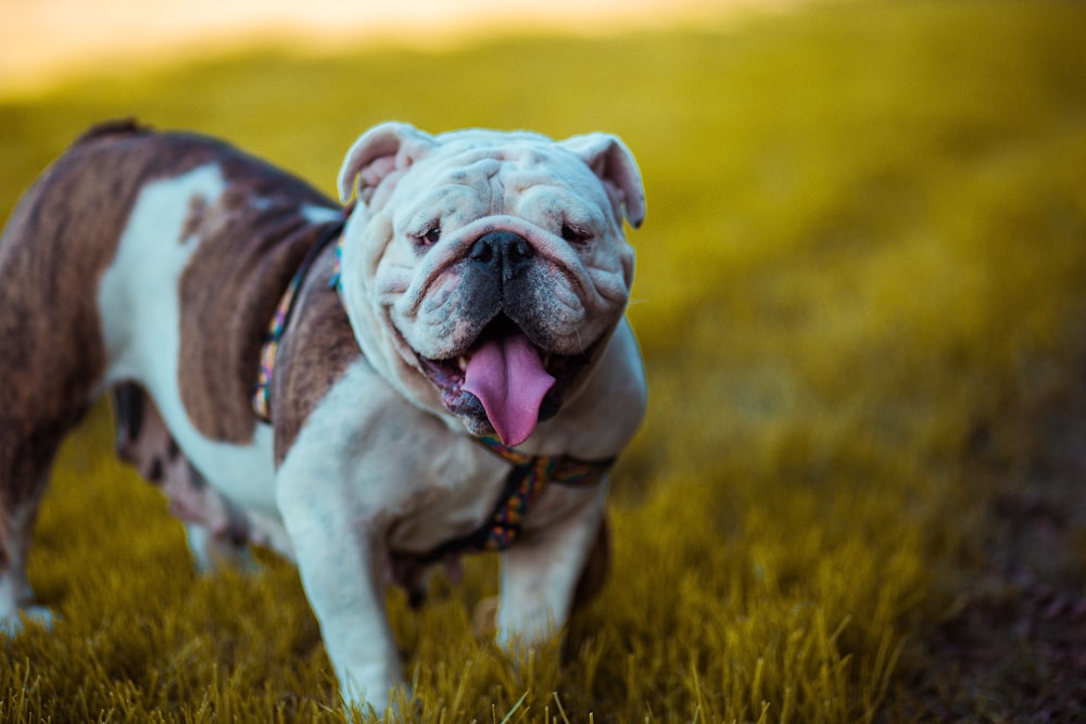 bulldog in piedi sull'erba