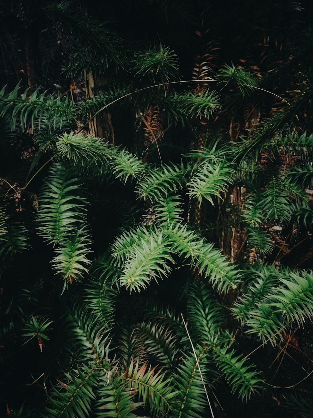 green leafed plants