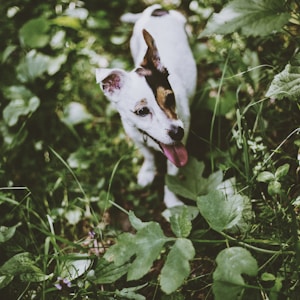 Jack Russell Terrier