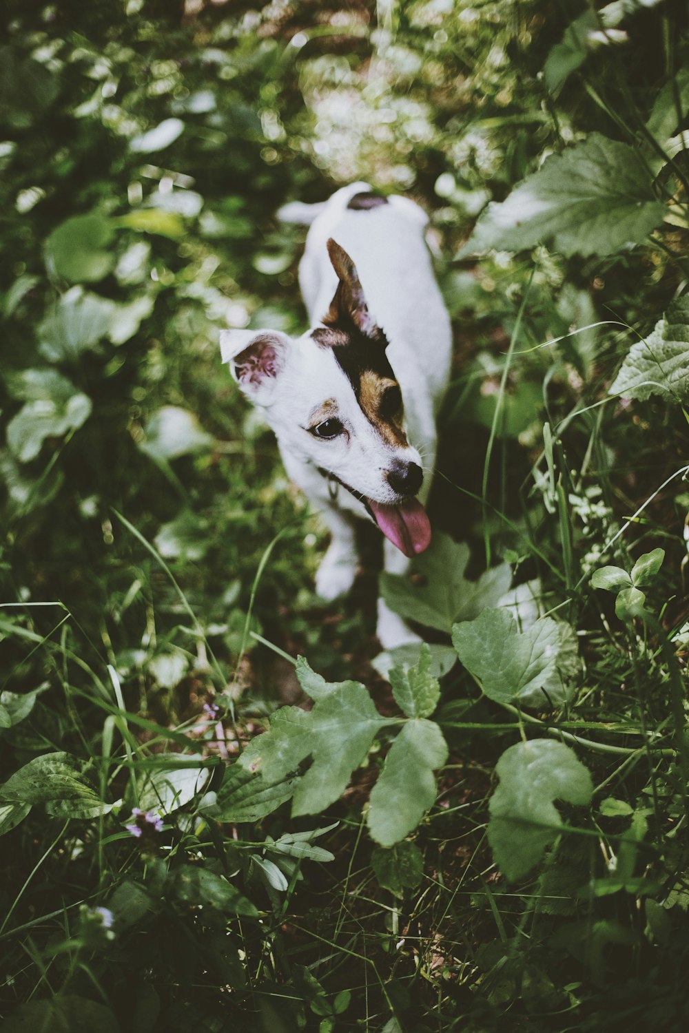 a small white dog standing in a lush green field