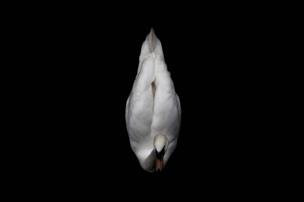 weiße Ente mit schwarzem Hintergrund