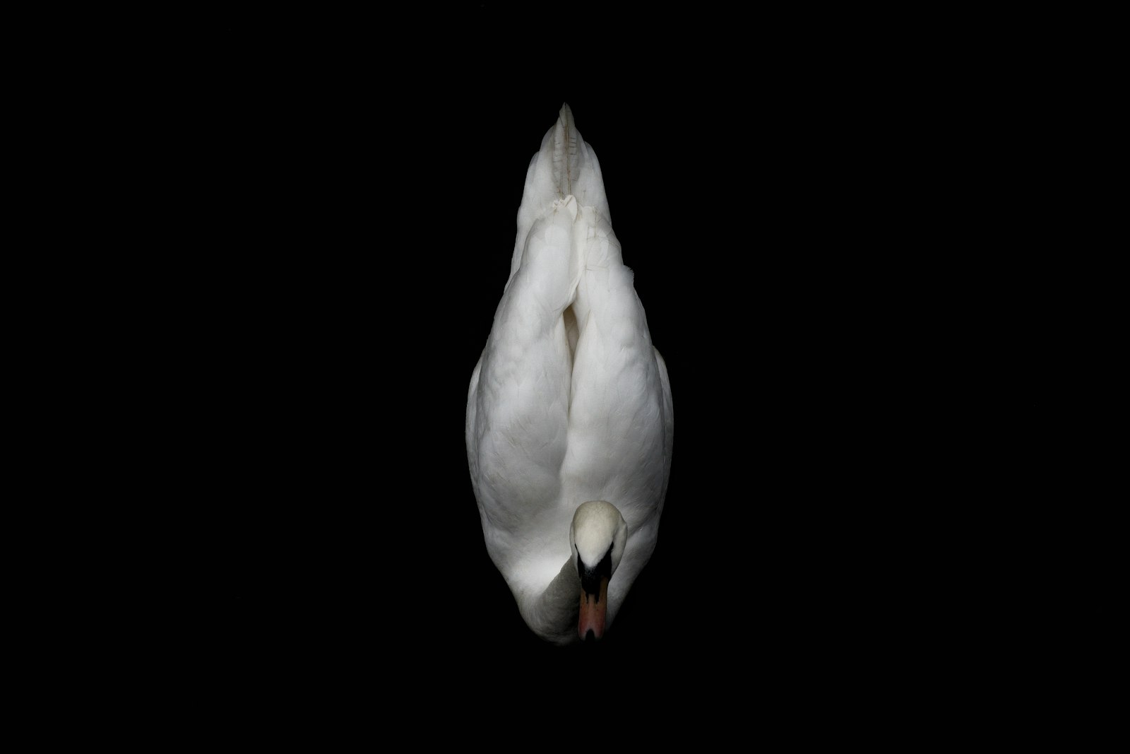 Sony a7R + Sony FE 50mm F1.8 sample photo. White duck with black photography