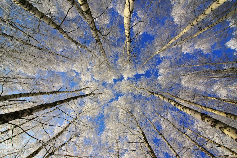 Fotografia ad alto angolo di alberi appassiti durante il giorno