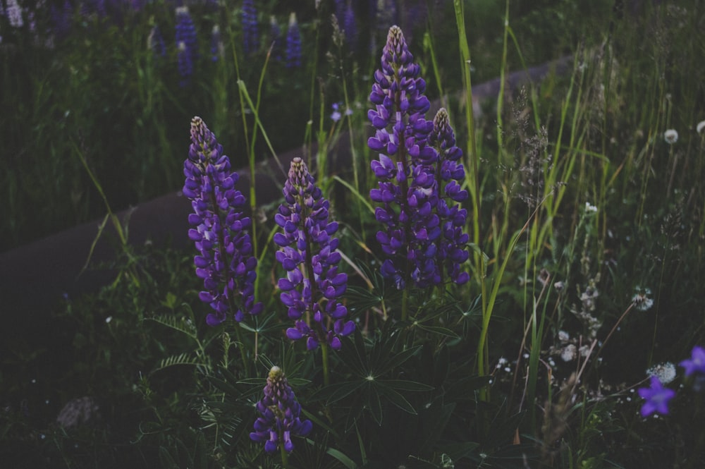 purple grape hyacinth