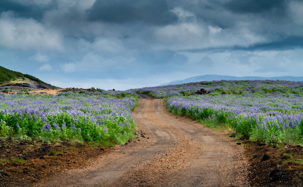 landscape photography of green field