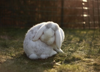 white rabbit on lawn