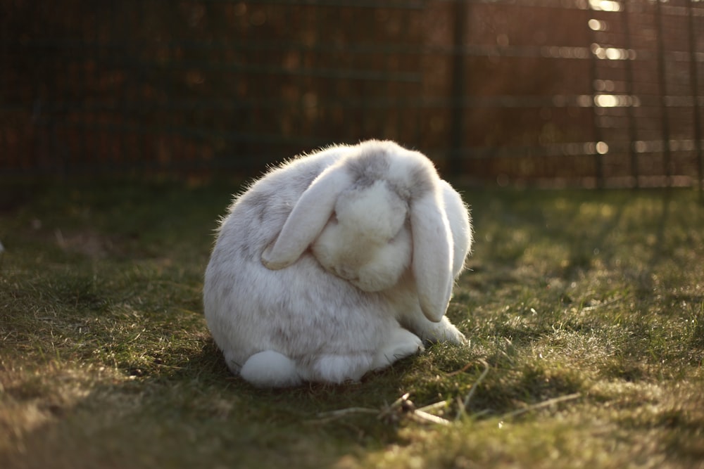 white rabbit on lawn