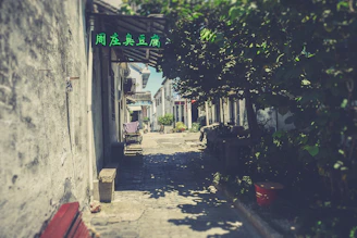 A serene alleyway in Guangzhou with old stone pavement and soft sunlight filtering through ancient trees.