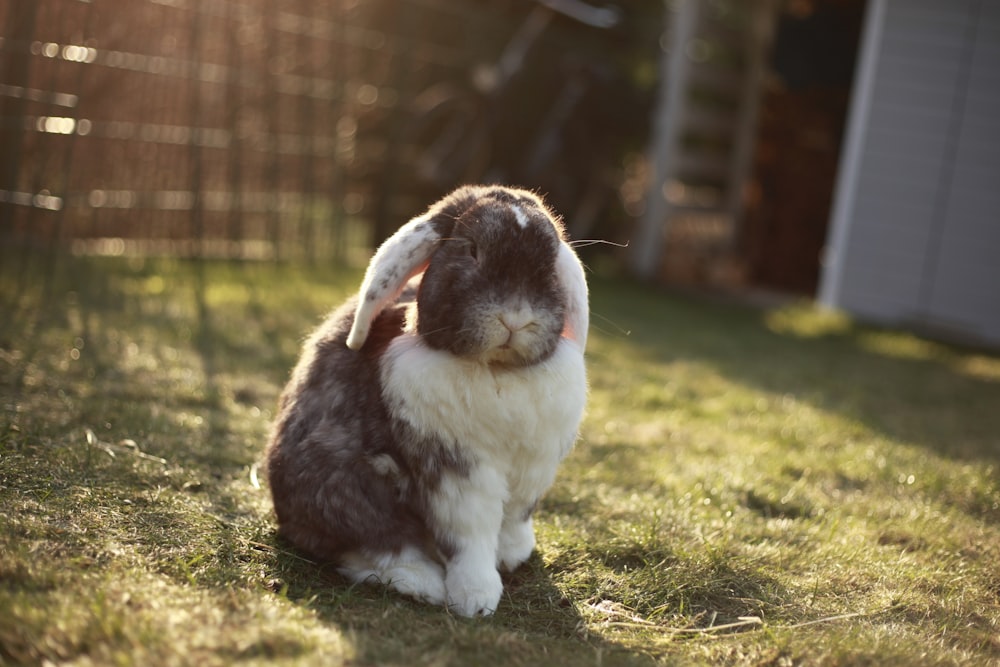 white and gray rabbit with ears down