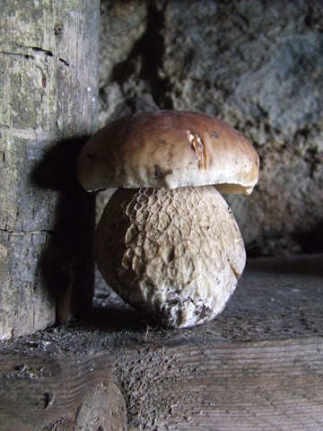 A large mushroom with a thick stem and a broad, rounded cap growing from a wooden surface. The setting appears to be in a shaded area or indoors with rustic, textured wooden surfaces.