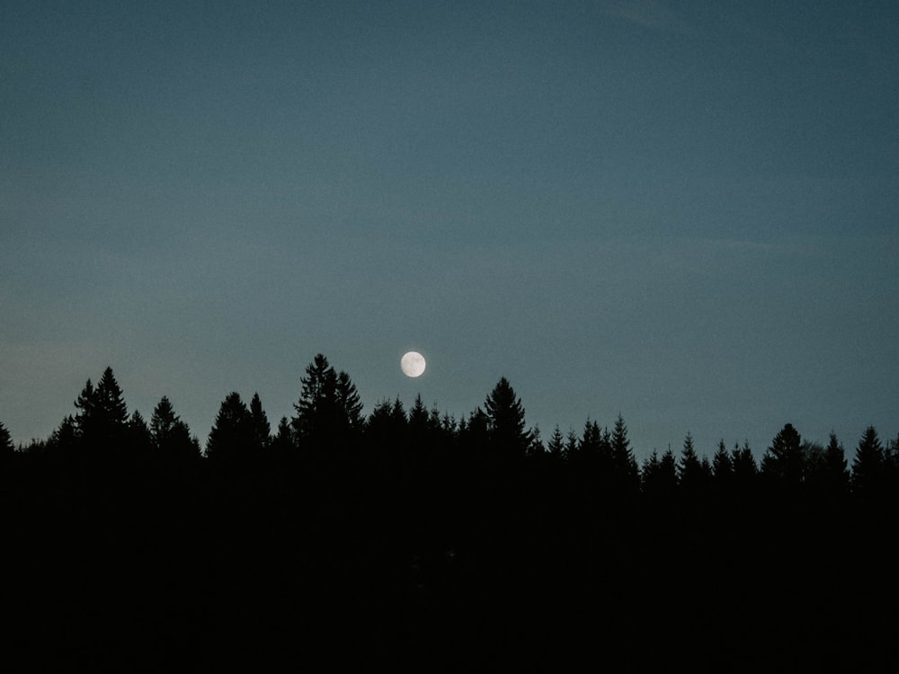 silhouette of trees under clear sky