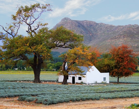 A quaint white house is surrounded by rows of lavender fields, set against a backdrop of rolling mountains. Tall trees with autumn-colored leaves frame the house, adding vibrant shades of green, yellow, and orange. The sky is lightly clouded, creating a peaceful yet lively rural scene.