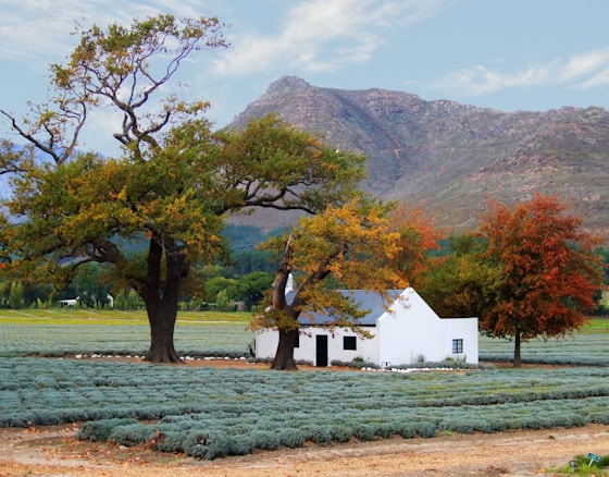 A quaint white house is surrounded by rows of lavender fields, set against a backdrop of rolling mountains. Tall trees with autumn-colored leaves frame the house, adding vibrant shades of green, yellow, and orange. The sky is lightly clouded, creating a peaceful yet lively rural scene.