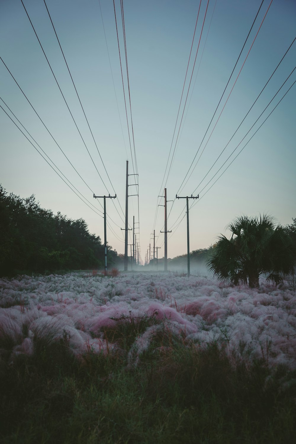 flower field under cables