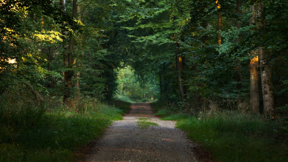 foto do caminho entre árvores