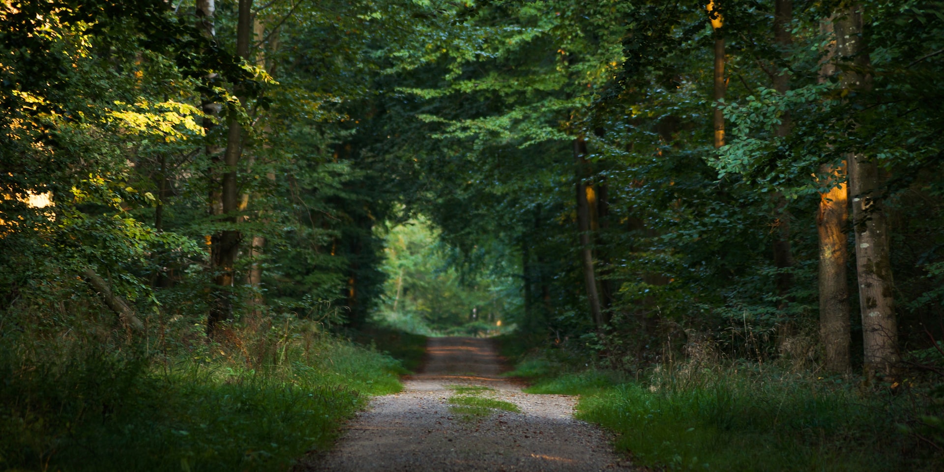 Cover Image for Silent Walk & Sharing Haiku beyond borders :)