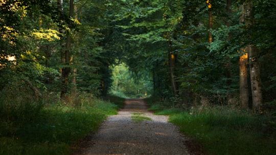 photo of pathway between trees in Sønderborg Denmark