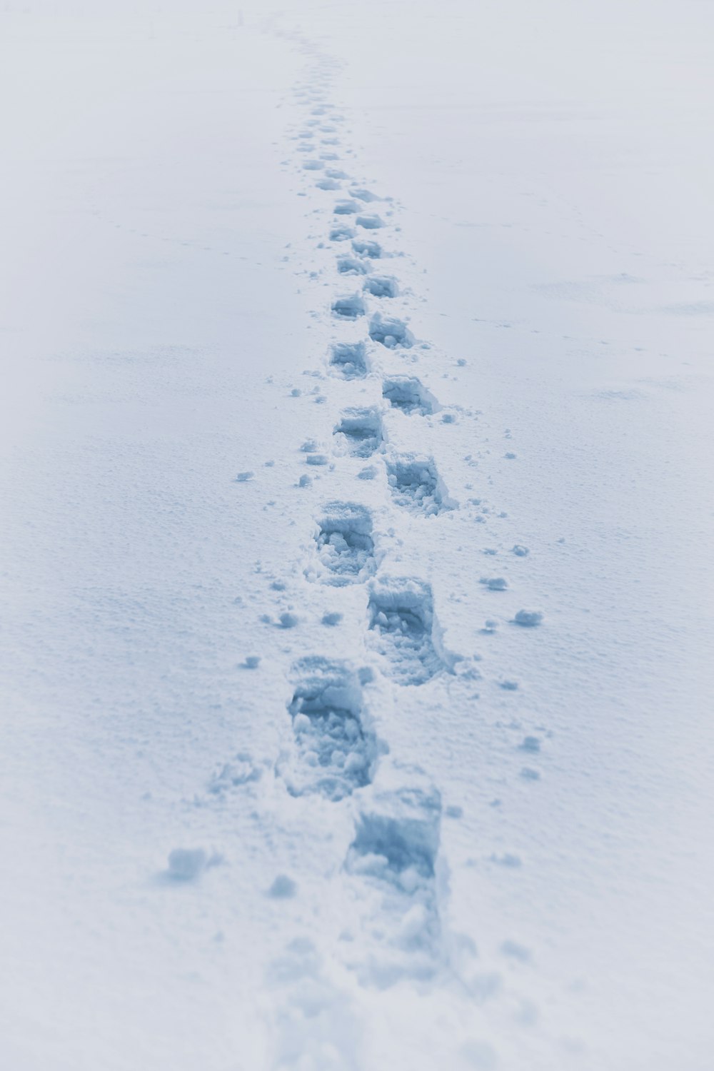 雪の足跡