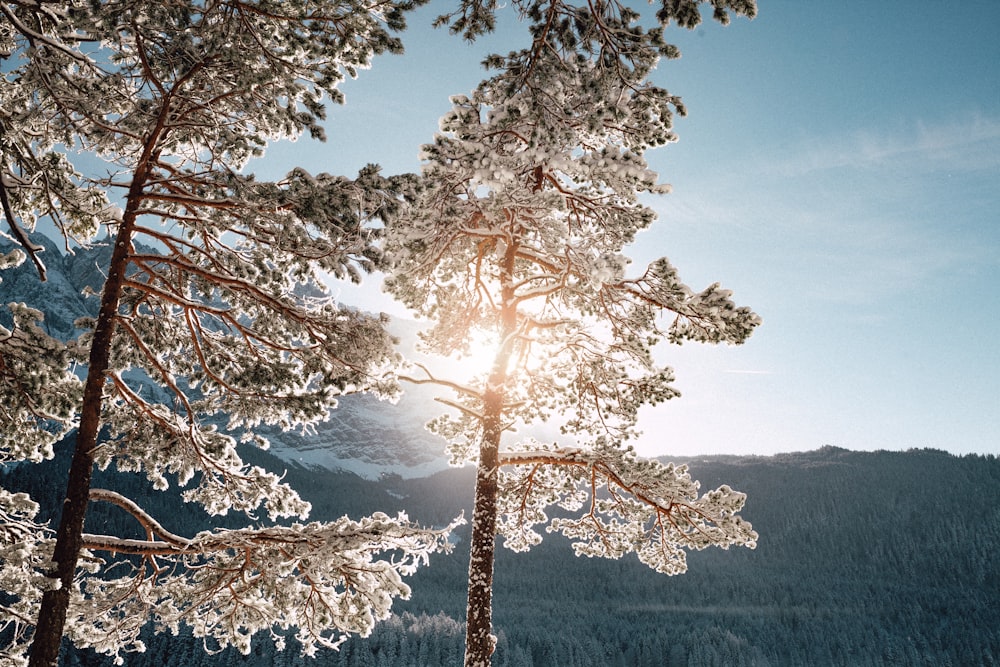 photo of white flowering tree