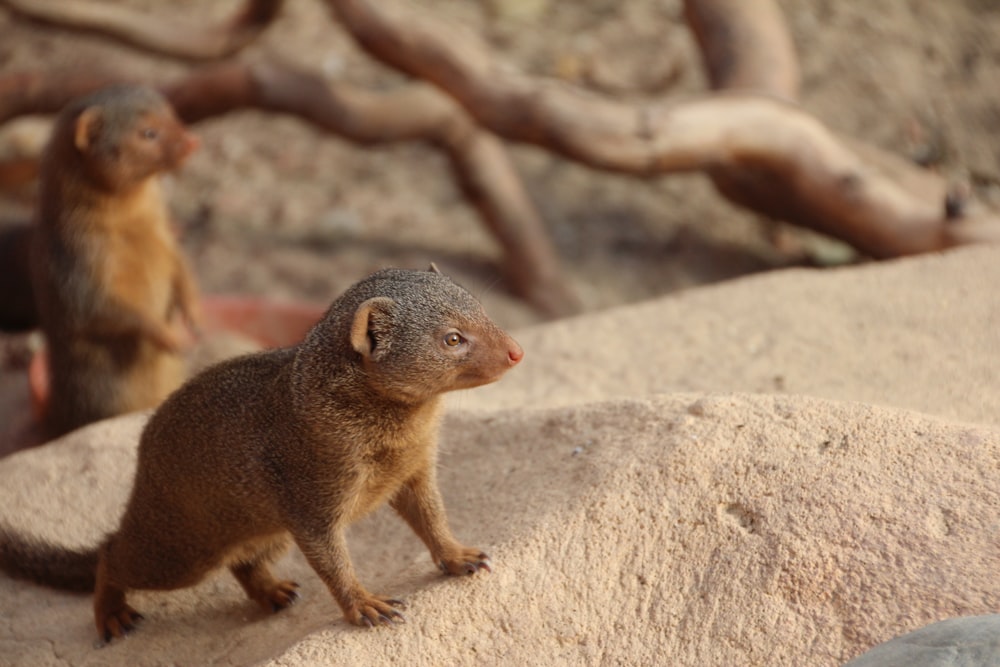 Eichhörnchen auf dem Stein