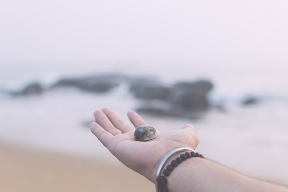 shallow focus photography of person holding seashell