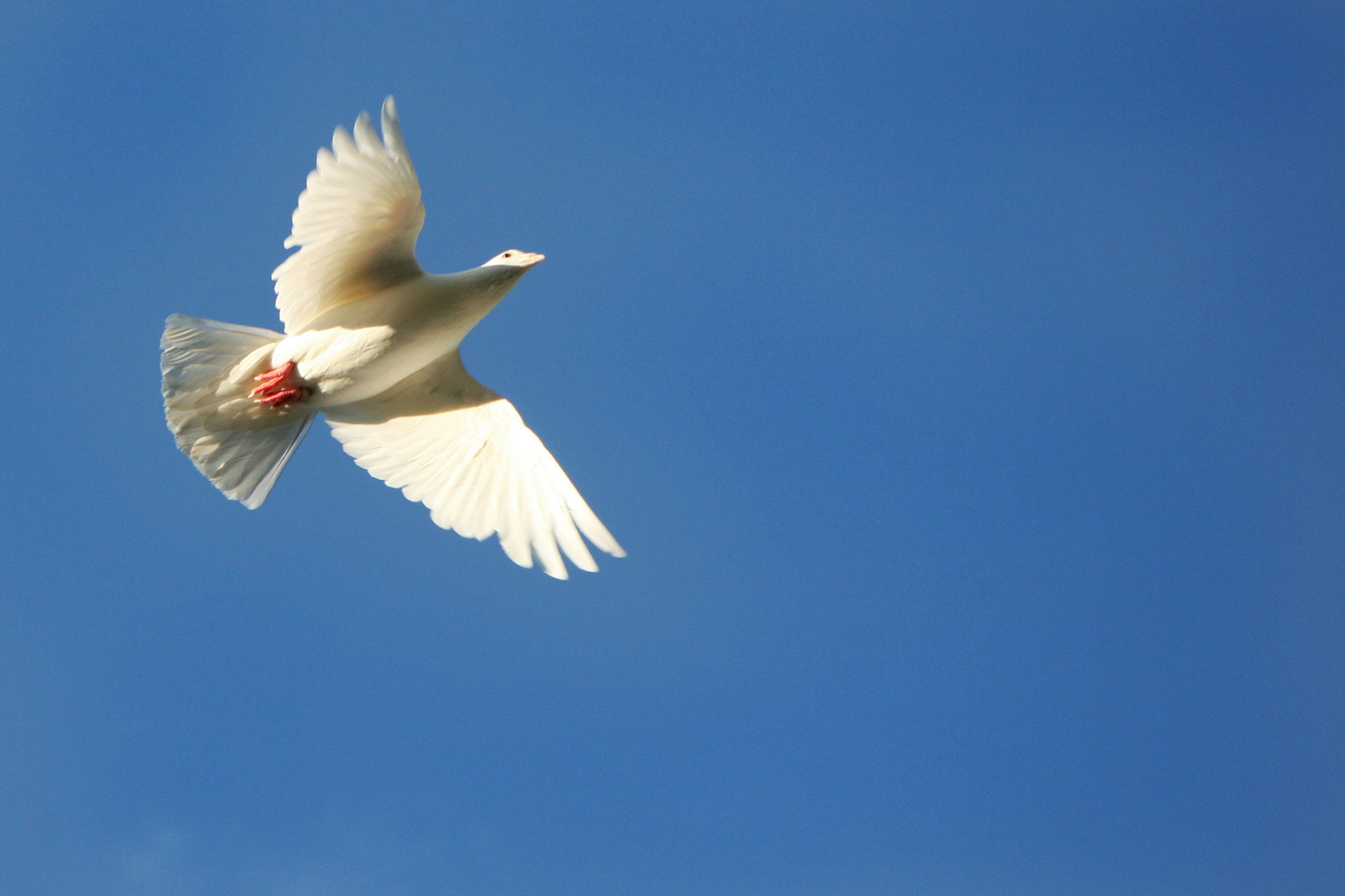 Голубь С Расправленными Крыльями - 60 фото