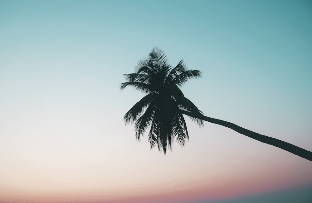 silhouette photography of coconut tree