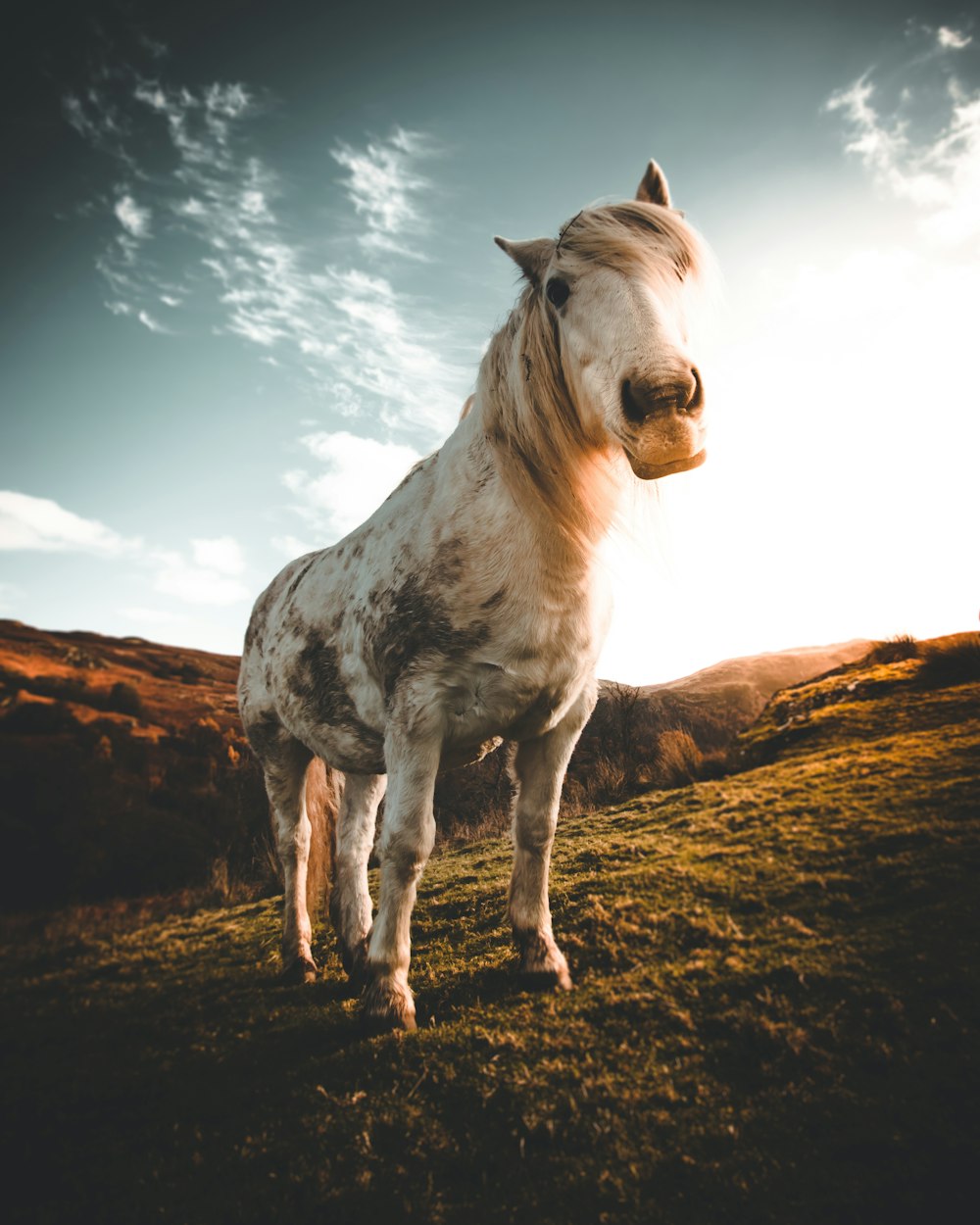 white and brown horse on brown field during daytime