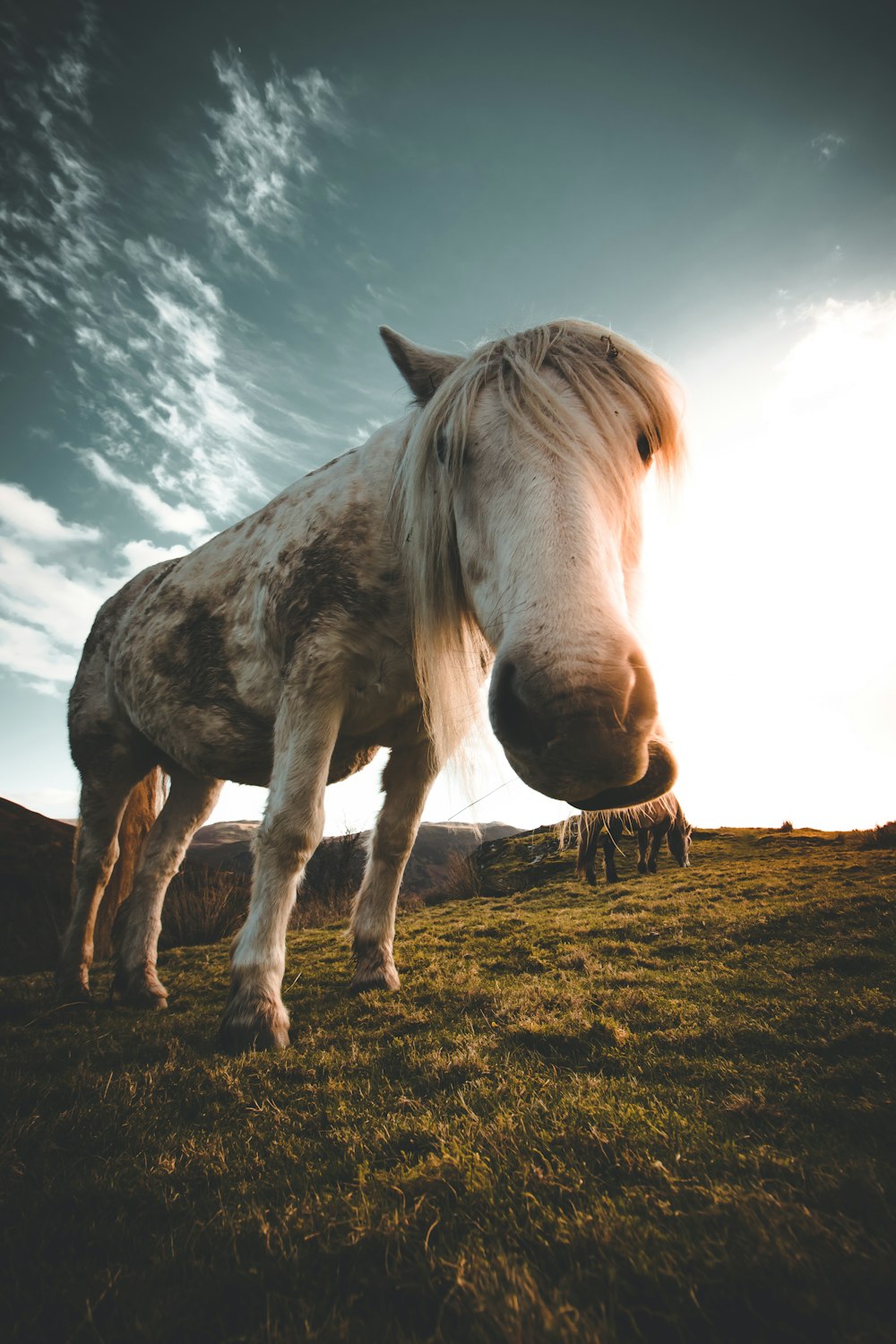 cavallo bianco su erba verde