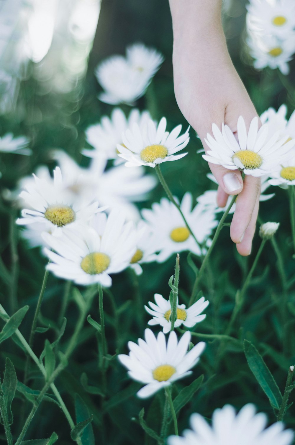 person holding daisy flowers