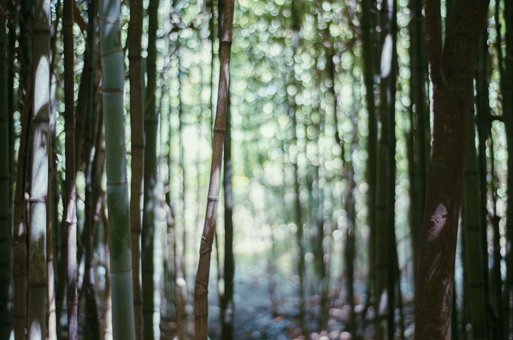 a group of tall bamboo trees in a forest