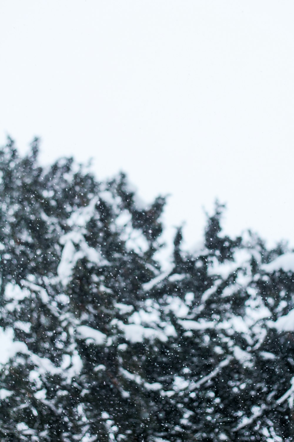 snow-covered trees during daytime